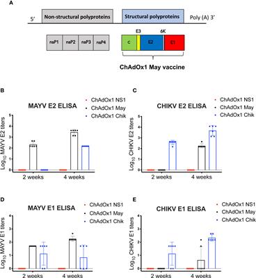 Adenoviral-Vectored Mayaro and Chikungunya Virus Vaccine Candidates Afford Partial Cross-Protection From Lethal Challenge in A129 Mouse Model